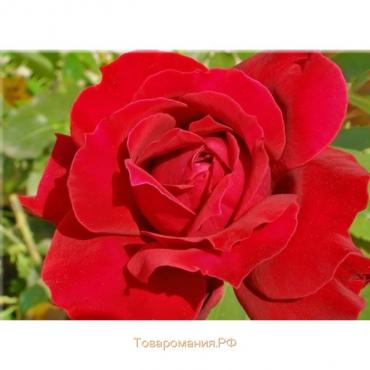 Саженец розы Преферанс Весна 2024, 1 шт.